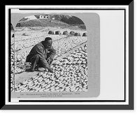 Historic Framed Print, Chinaman drying fish on the shore at Shaukiwan, China,  17-7/8" x 21-7/8"