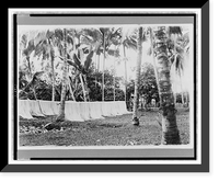 Abaca fiber hung up to dry, Kabadbaran, Mindanao, Philippine Islands, Antique Wall Art