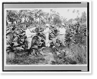 Picking tobacco flower for seed at La Paz Hoilo(?) demonstration station, Historic Print