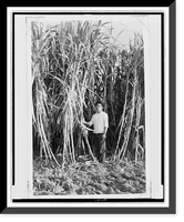 Sugar cane is an important crop for cash income-, Antique Print