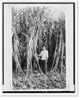 Sugar cane is an important crop for cash income-, Antique Print