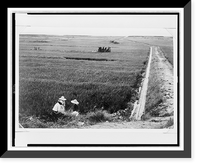 Historic Framed Print, [Rice paddy with irrigation waterway, Okinawa],  17-7/8" x 21-7/8"