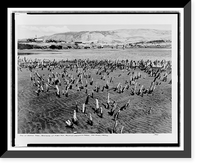 End of Oregon Trail, beginning of float trip, mouth of Chenowith Creek, The Dalles, Oregon, Historic Print