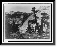 Sierra junipers, Upper Merced Basin, Yosemite Valley, Vintage Poster