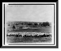 Sheep at sheep station; houses and woods in background, Australia, Vintage Wall Art