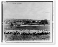 Sheep at sheep station; houses and woods in background, Australia, Vintage Wall Art