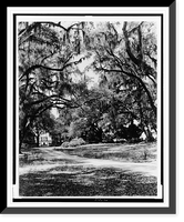 Spanish moss on trees next to lane, building in background - 2, Vintage Wall Art