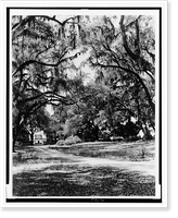 Spanish moss on trees next to lane, building in background - 2, Vintage Wall Art