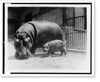 An adult and baby hippopotamus at the National Zoo, Washington, D.C. Classic, Vintage Wall Art