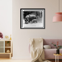 An adult and baby hippopotamus at the National Zoo, Washington, D.C. Classic, Vintage Wall Art