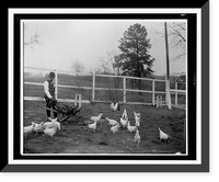 Doctor Booker T. Washington feeding his chickens with green stuff raised in his own garden, Tuskegee Institute, Vintage Print