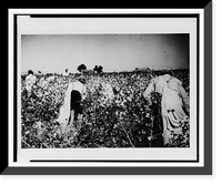 Day laborers picking cotton near Clarksdale, Miss, Antique Print