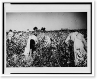 Day laborers picking cotton near Clarksdale, Miss, Antique Print