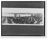 Historic Framed Print, The Land of Lakes and Citrus Groves,  Haines City, Florida - 2,  17-7/8" x 21-7/8"