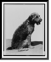 Historic Framed Print, [Laddie Boy, pet dog of Warren G. Harding, seated, facing right],  17-7/8" x 21-7/8"