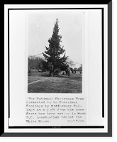 The National Christmas Tree presented to President Coolidge by Middlebury College as a gift from his home state has been set up in Wash. D.C. immediately behind the White House Antique Wall Art Pri