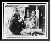 Jane Goodall, crouched down, reaching out to chimapanzee, David Greybeard"", Vintage Poster