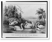 The haunts of the wild swan Carroll Island, - Chesapeake Bay. - 2, Historic Reproduction