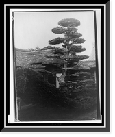 Unidentified garden - 2, Vintage Print