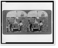 Historic Framed Print, Harvesting Indian River pineapples, Florida, U.S.A.,  17-7/8" x 21-7/8"