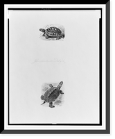 Historic Framed Print, [Two illustrations of turtles].John Sanderson Dalziel, sc.,  17-7/8" x 21-7/8"