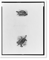 Historic Framed Print, [Two illustrations of turtles].John Sanderson Dalziel, sc.,  17-7/8" x 21-7/8"