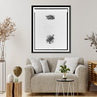 Historic Framed Print, [Two illustrations of turtles].John Sanderson Dalziel, sc.,  17-7/8" x 21-7/8"