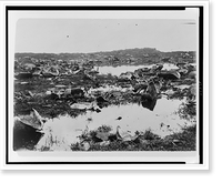 Remains of tortoises killed by oil(?) hunters, Vintage Wall Art