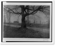 African American boy leaning against a large tree in Georgia, Vintage Print