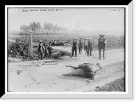 Historic Framed Print, Belg. .  burying horses after battle,  17-7/8" x 21-7/8"
