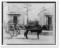 Negro ox-team, Thomasville, Geo, Historic Reproduction