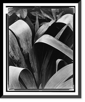 Historic Framed Print, Iris, Georgetown, Maine,  17-7/8" x 21-7/8"