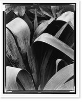 Historic Framed Print, Iris, Georgetown, Maine,  17-7/8" x 21-7/8"