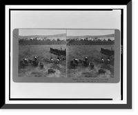 Center horse gets chased by mad bull Classic, Antique Poster