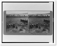 Center horse gets chased by mad bull Classic, Antique Poster