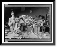 Norman Ross of the division of Paleontology, National Museum, preparing the skeleton of a baby dinosaur some seven or eight million years old for exhibition, Antique Print