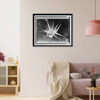 Historic Framed Print, [Dead octopus with arms spread],  17-7/8" x 21-7/8"