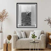 Armenian refugees from Istanbul, assisted by Near East Relief, farming in field, Rodosto, Thrace Classic, Historic Print