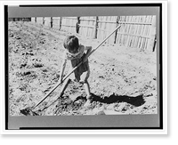 Josie Caudill helping set out cabbage plants, Pie Town, New Mexico Classic, Vintage Poster