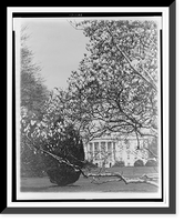 Historic Framed Print, Spring flowers in the National Capitol. The magnolias are the first to bloom,  17-7/8" x 21-7/8"