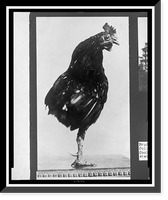 Vintage Photo Print - One-legged rooster, pet of the Roosevelt children