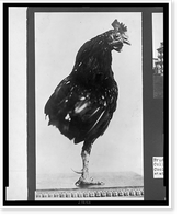 Vintage Photo Print - One-legged rooster, pet of the Roosevelt children