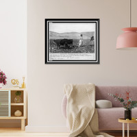Historic Framed Print, Camels and donkeys, as well as bullocks, are hitched to the low, one-handled, wooden plows of Palestine, the same today as centuries ago,  17-7/8" x 21-7/8"