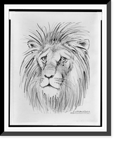 Historic Framed Print, [Lion shedding a tear],  17-7/8" x 21-7/8"