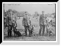 Historic Framed Print, German Red Cross Dogs,  17-7/8" x 21-7/8"
