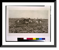 Historic Framed Print, The mangold harvest.P.H. Emerson.,  17-7/8" x 21-7/8"