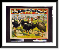 Historic Framed Print, Adam Forepaugh & Sells Brothers great shows consolidated A congress of the giant birds of the world,. - 2,  17-7/8" x 21-7/8"