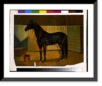 Vintage Americana Print - Black Cloud, a horse in stable.Scott Leighton