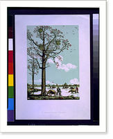 Kapok tree in blossom.Yang Na-wei, Vintage Print