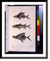Three flyingfish.P. Oudart del. ; lith de C. Motte, Vintage Wall Art